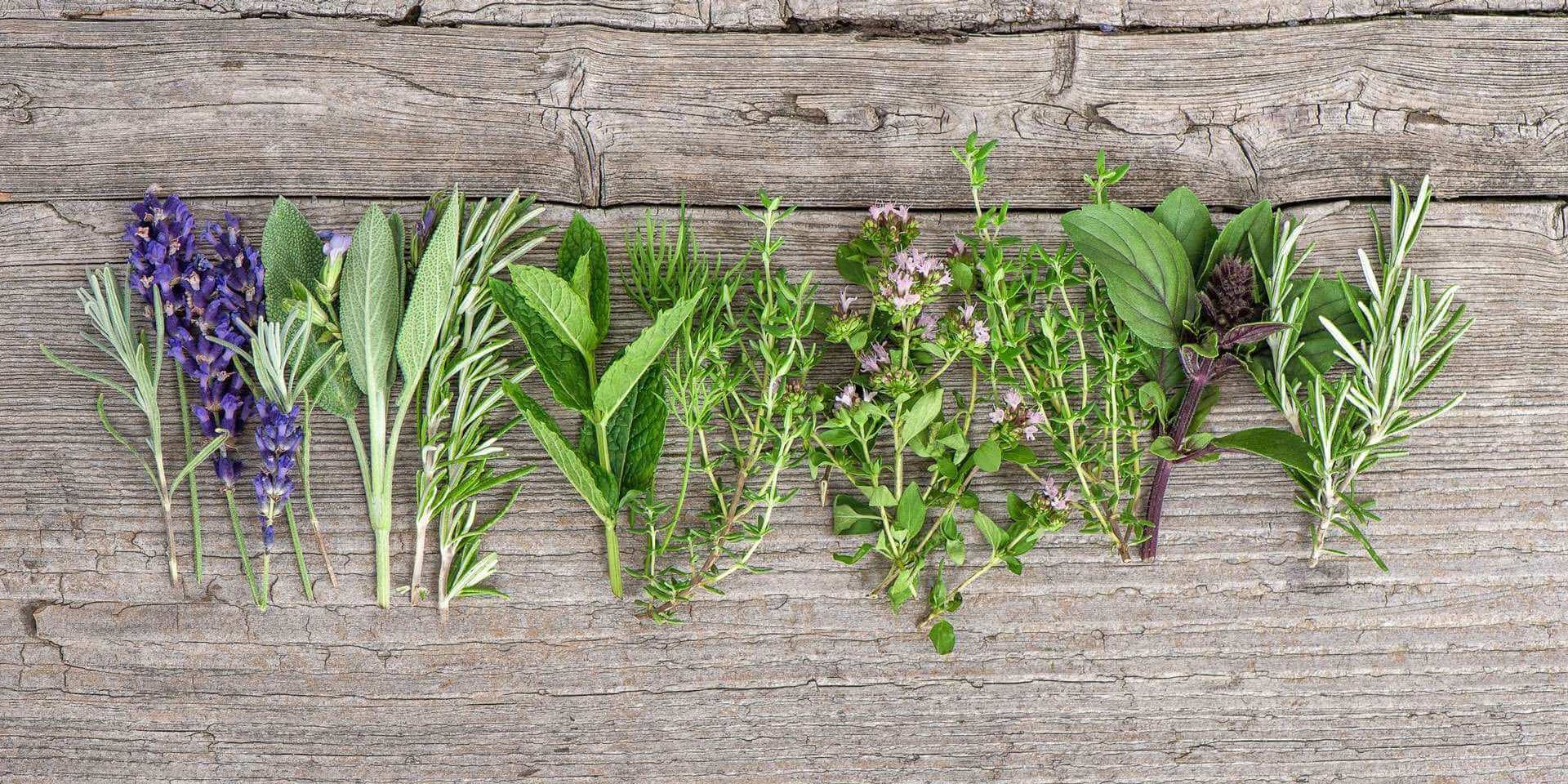Frische Kräuter auf Küchentisch aus Holz. Lebensmittelhintergrund. Basilikum, Rosmarin, Minze, Salbei, Thymian, Oregano, Majoran, Bohnenkraut, Lavendel