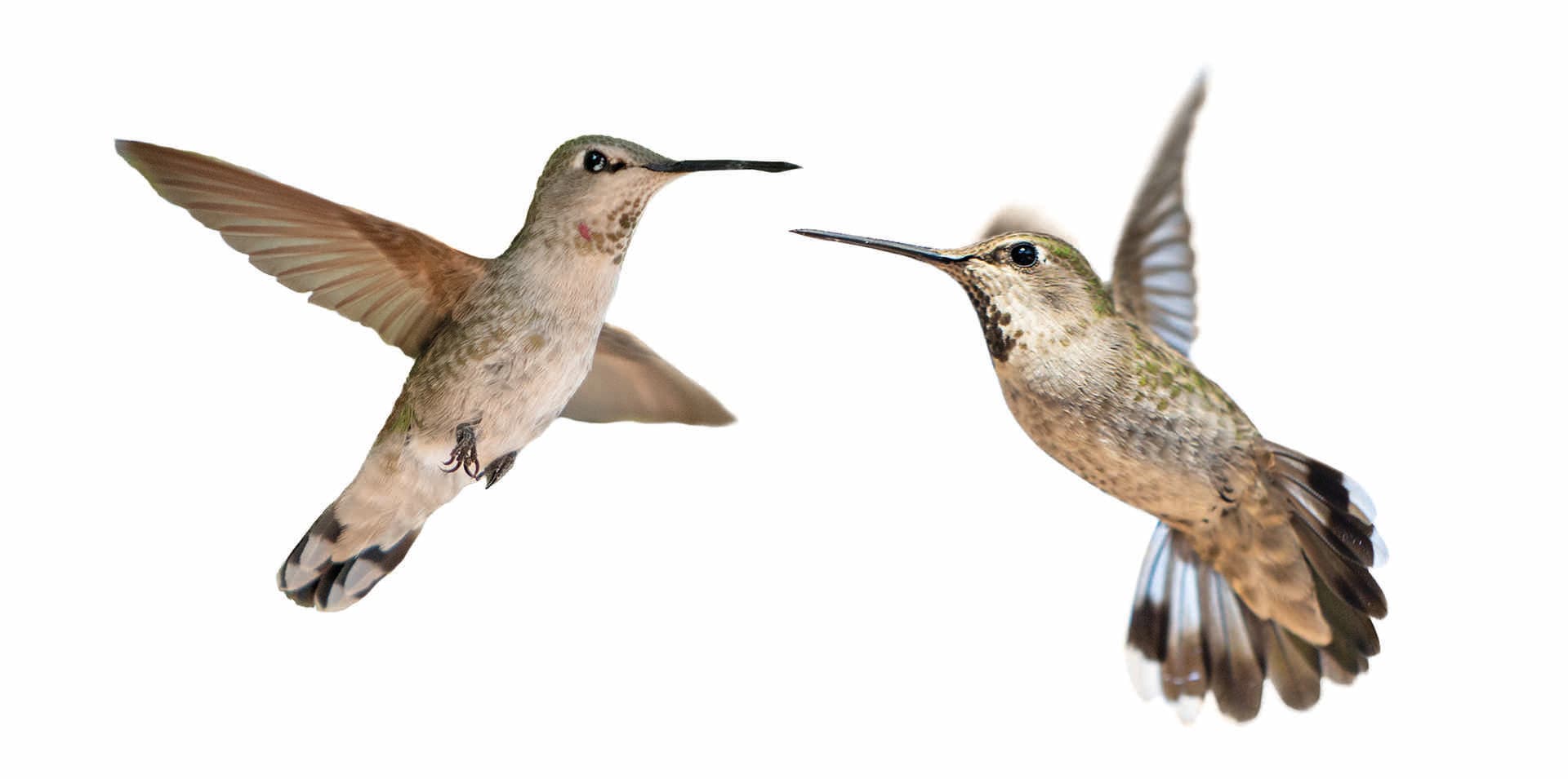 Ausschnittstudiobild eines Charmes von zwei Kolibris, die zusammen lokalisiert gegen weißen Hintergrund fliegen.
