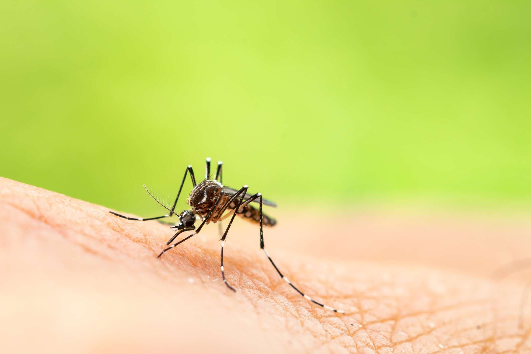 Aedes aegypti oder Gelbfiebermücke, die Blut auf der Haut saugt, Makro-Nahaufnahme zeigt Markierungen an den Beinen und eine Markierung in Form einer Leier auf der Oberseite des Brustkorbs