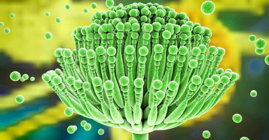 Aspergillus-Pilze, 3D-Darstellung