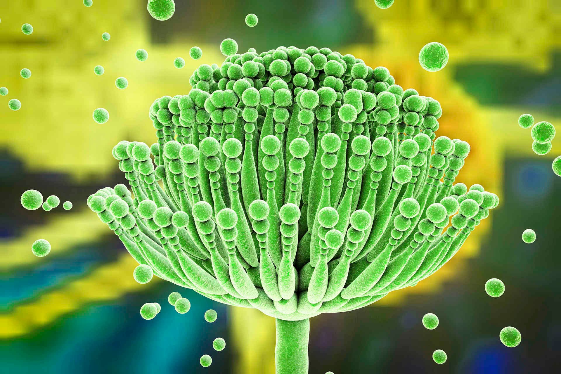 Aspergillus-Pilze, 3D-Darstellung