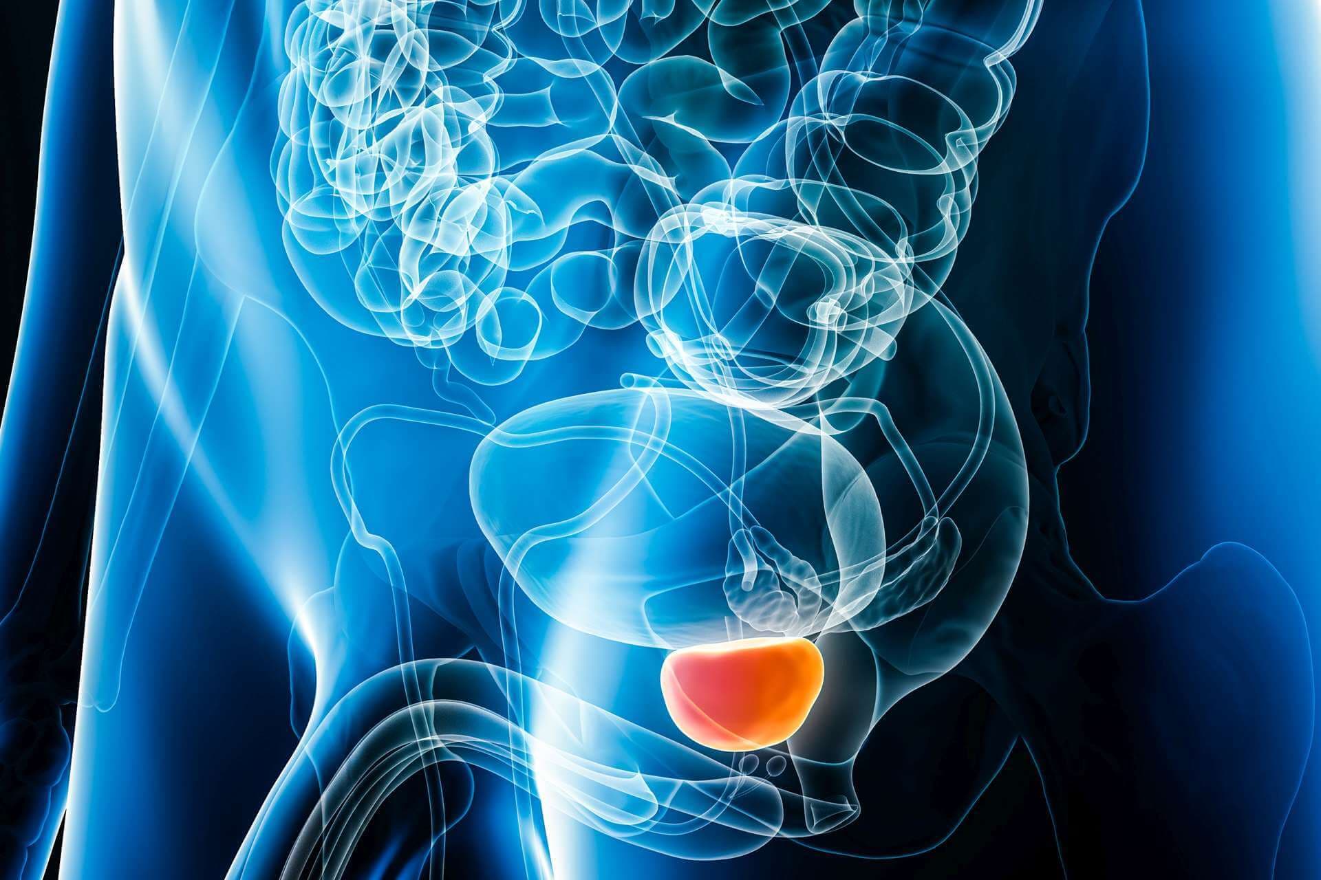 Röntgen-Prostata-Organ 3D-Rendering-Illustration mit männlichen Körperkonturen. Menschliche Anatomie, innere Organe, Medizin, Biologie, Wissenschaft, Gesundheitskonzepte.