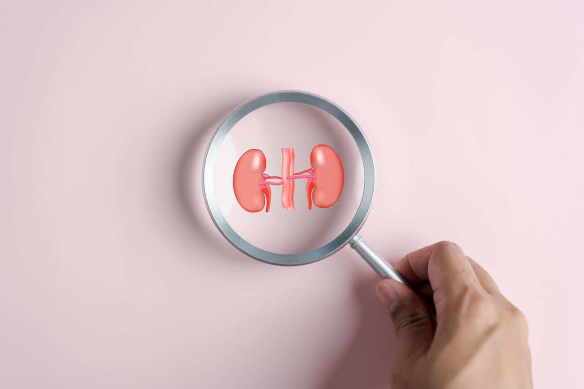Lupenglas konzentriert sich auf Nierenorgan-Symbol, chronische Nierenerkrankung, Nierenversagen, Dialyse, Gesundheitscheck-Konzept.