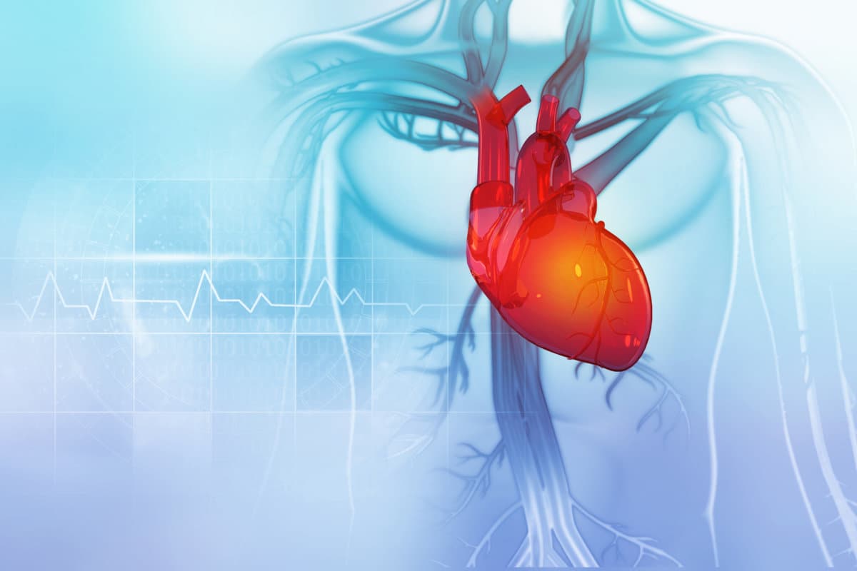 Menschliches Herz mit Blutgefäßen, Cardio-Puls-Linie. 3D-Illustration