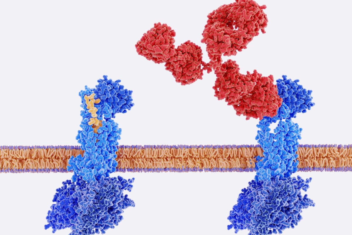 Migraine therapy: monoclonal antibodies block the CGRP-receptor.