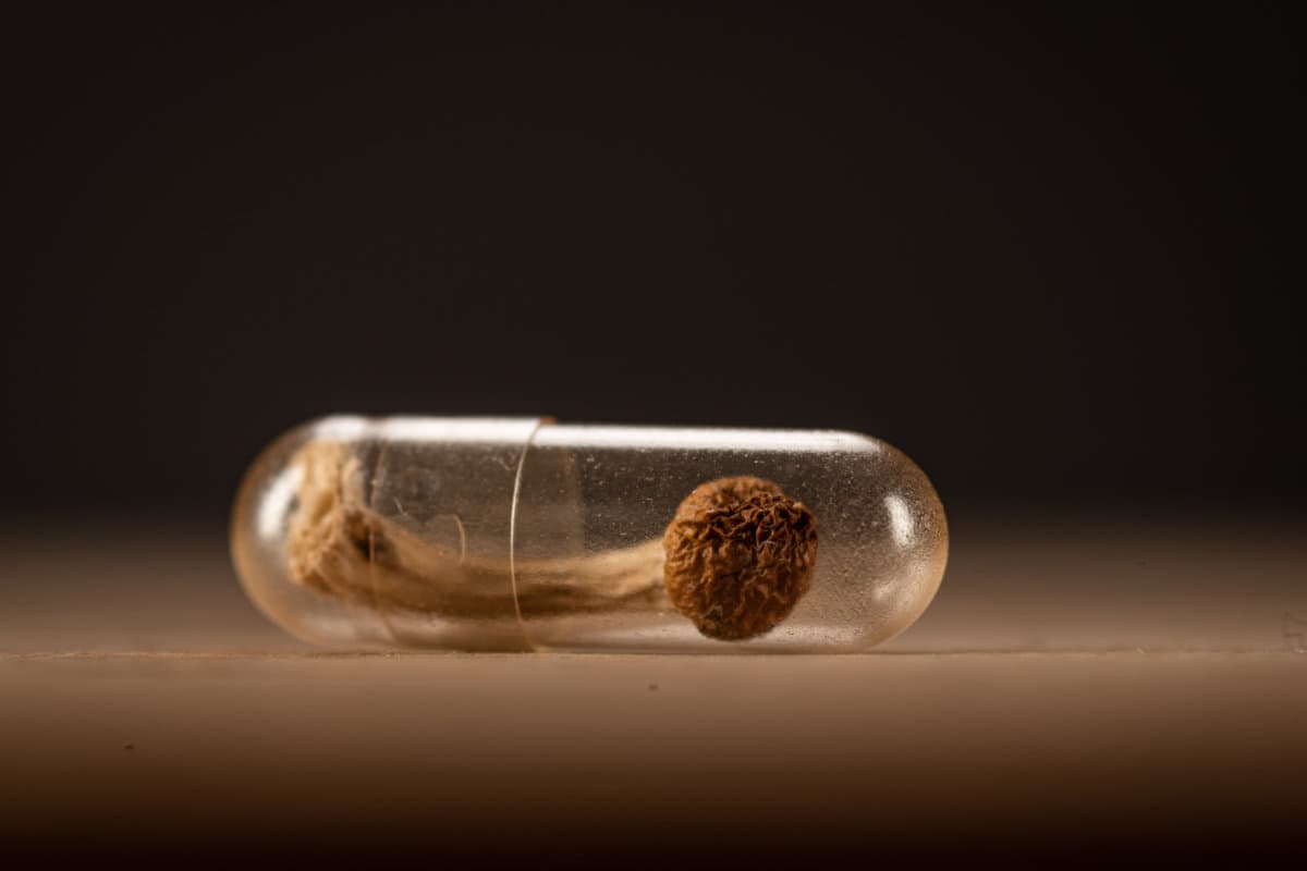whole psilocybin mushroom inside a clear medicine capsule.on woo