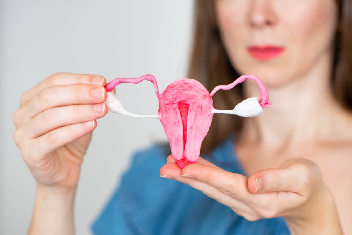 Uterus anatomy. Woman holds uterus in her hands. Uterus anatomy study concept. Female body. Female disease concept. Disease of female organs. Human anatomy. Selective focus photo. Women health