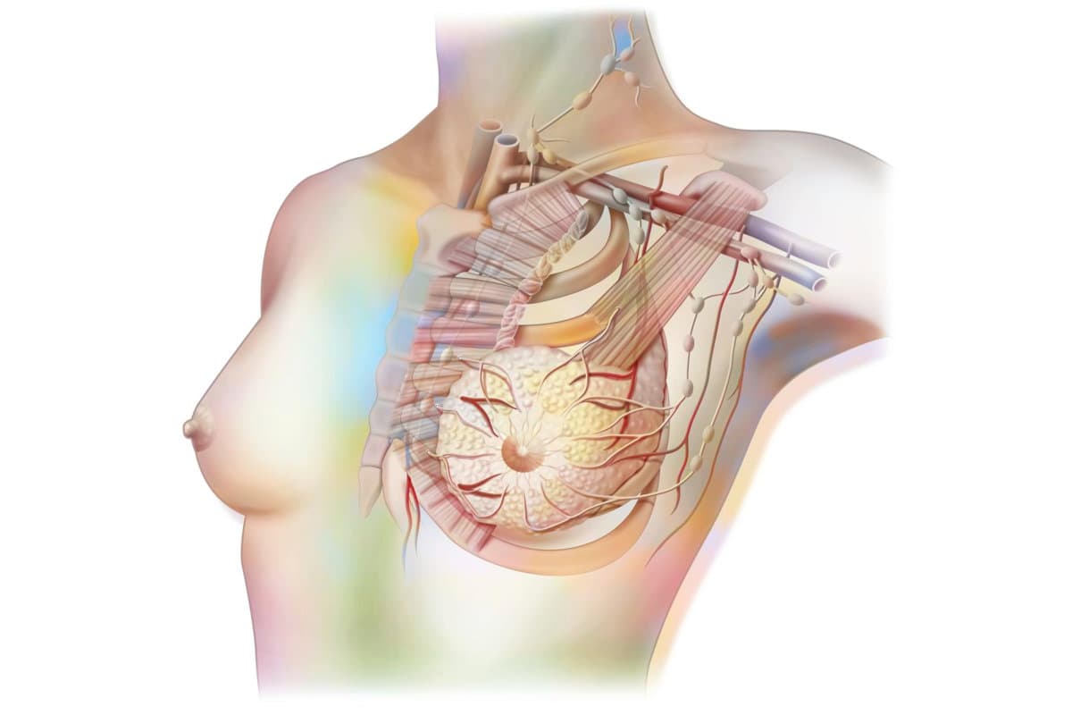 Lymphatic system of the breast with lymph nodes and vessels.