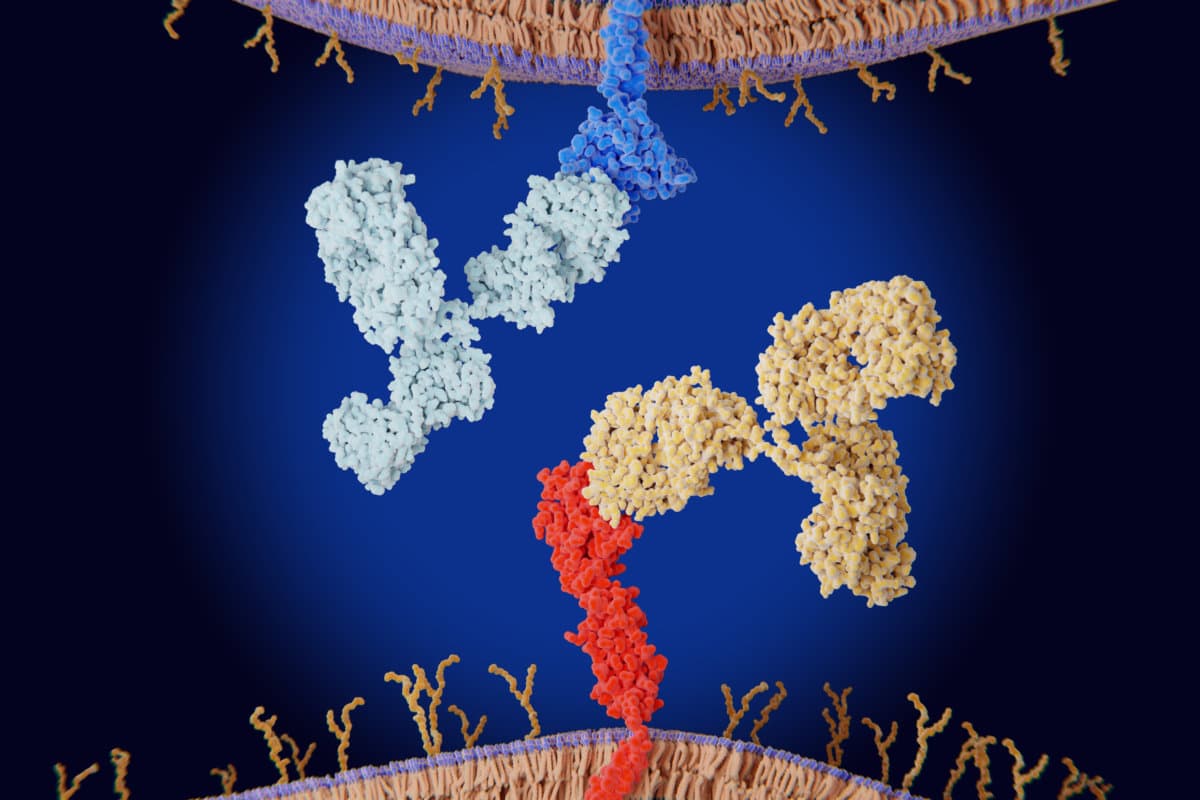 Immun-Checkpoint-Inhibitoren: Interaktion zwischen PD-1 und PD-L1 durch therapeutische Antikörper blockiert