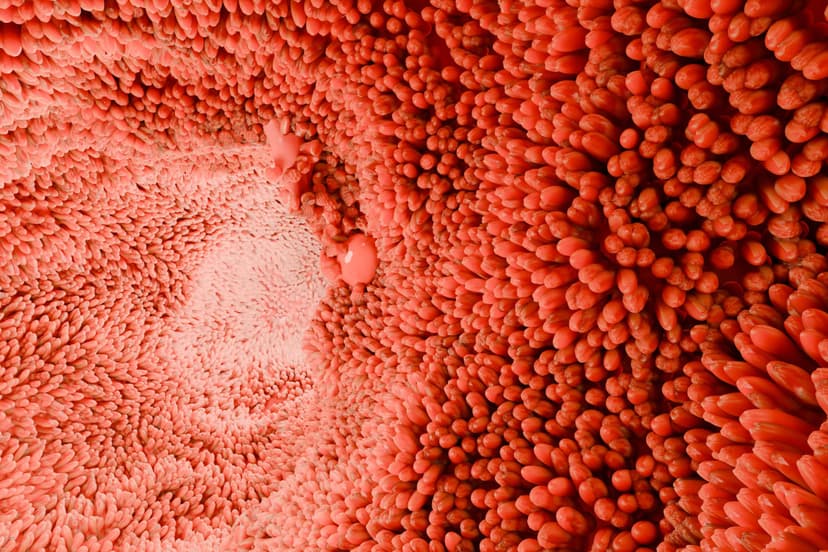 MikrovilliDefekte Ursache chronischentzündlicher Darmerkrankungen?