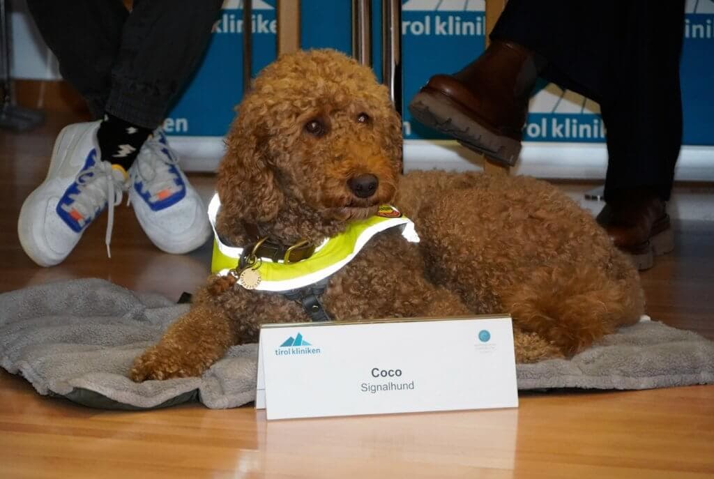 Hund liegend auf Boden