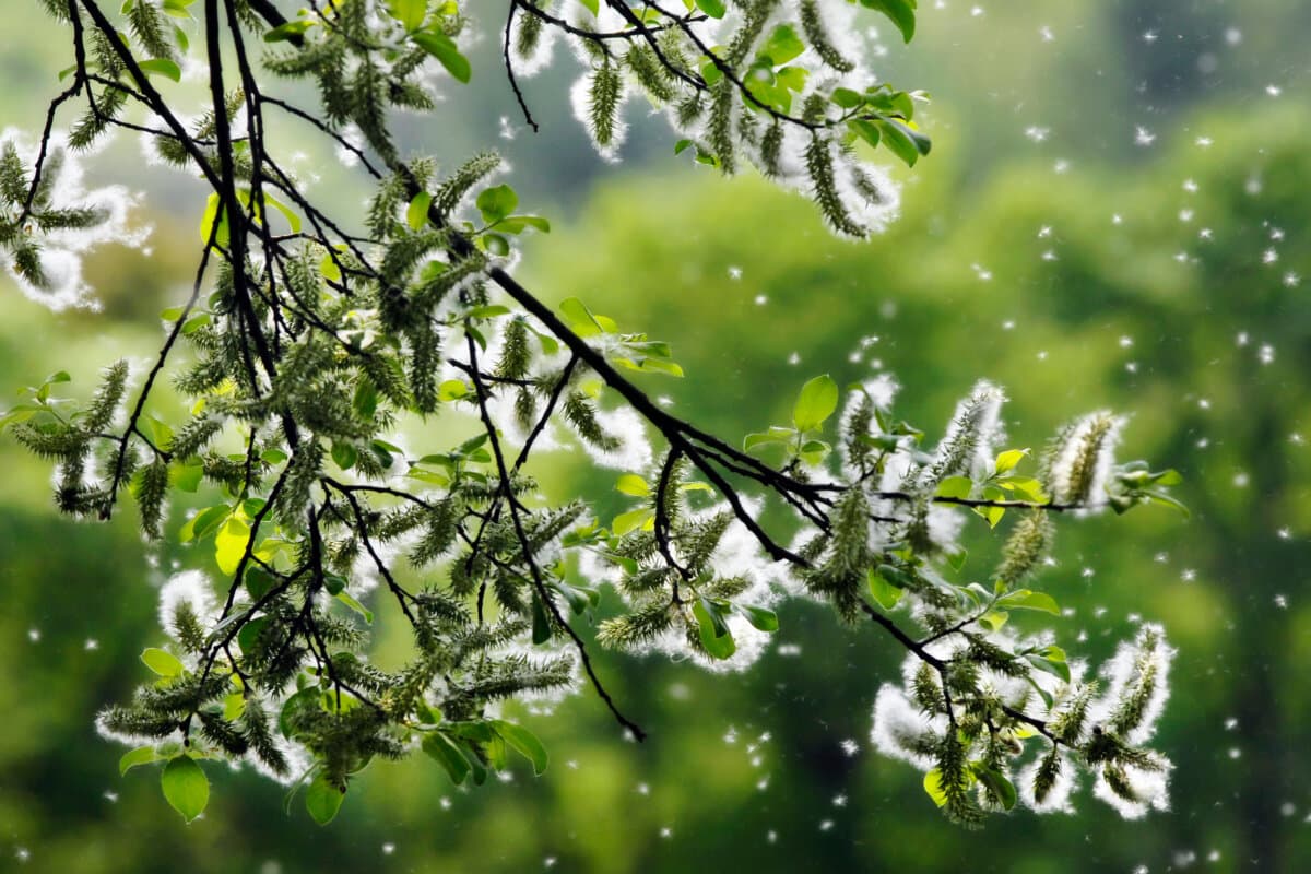 Pollen - Frühling