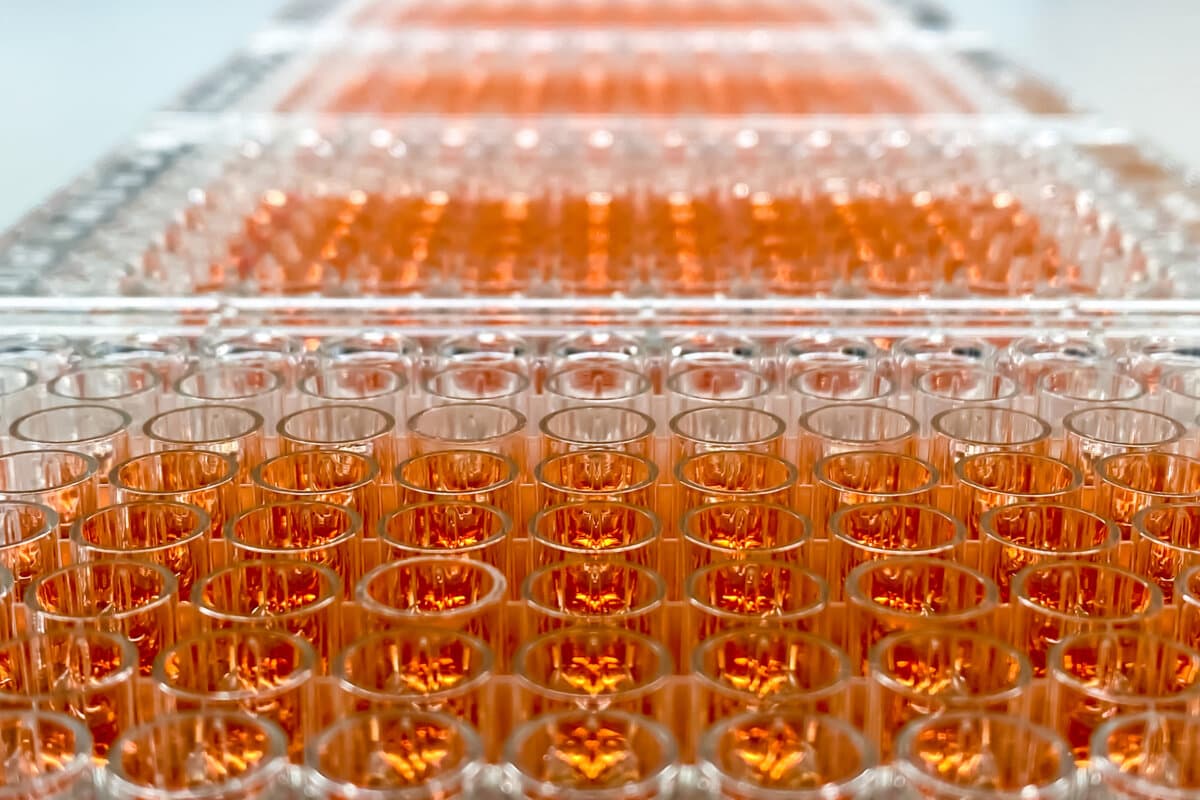 A set of 96-well plates with human cancer cells subjected to a gradient of a novel drug molecule in order to asses it’s cytotoxicity by MTT assay