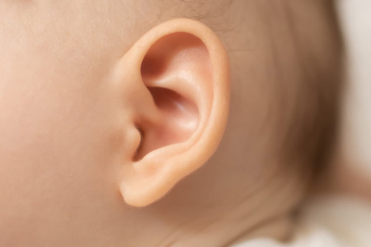 close up of a ear