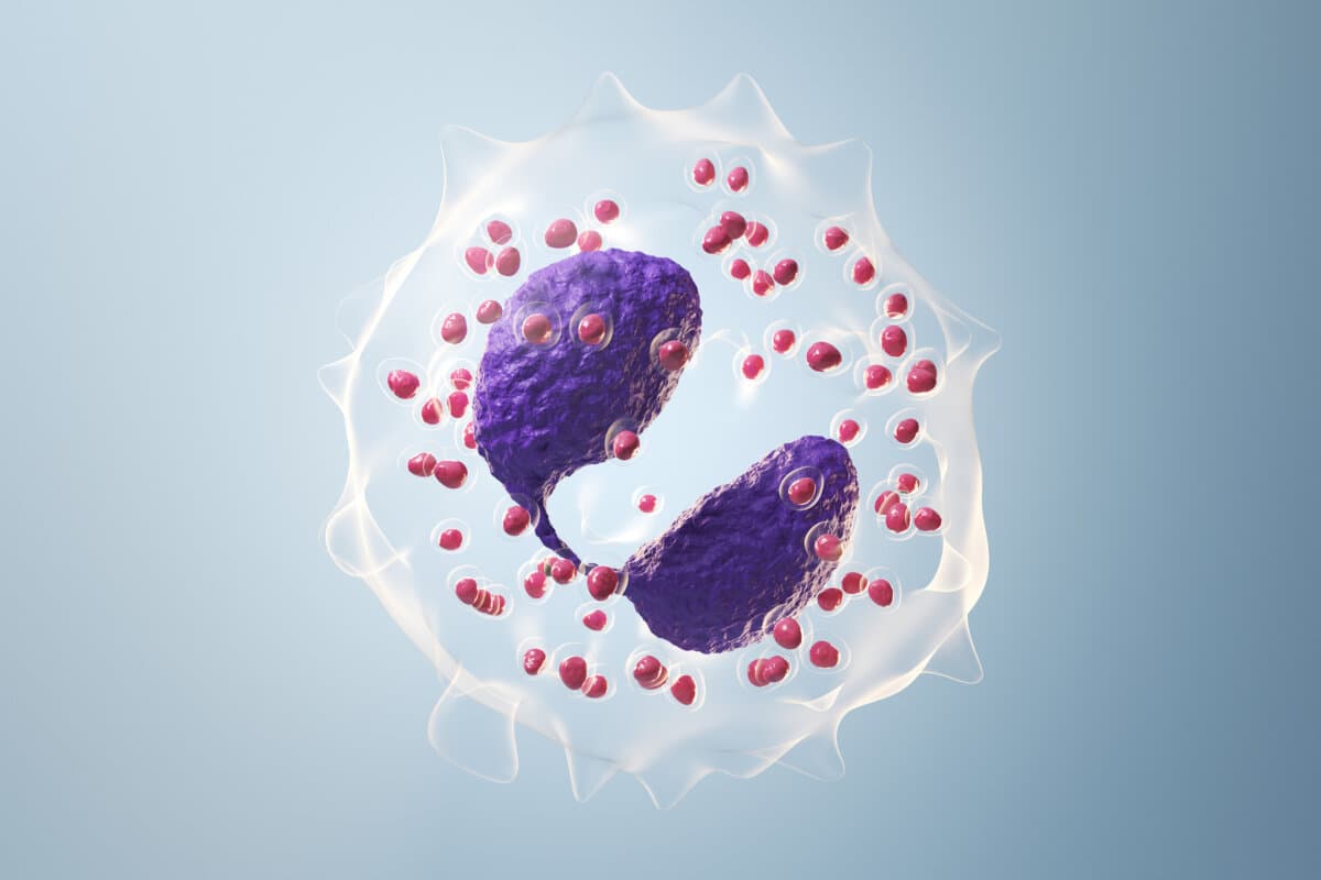 3D-gerenderte Darstellung eines Eosinophilen. Schlichter blauer Hintergrund. Professionelle Studiobeleuchtung.