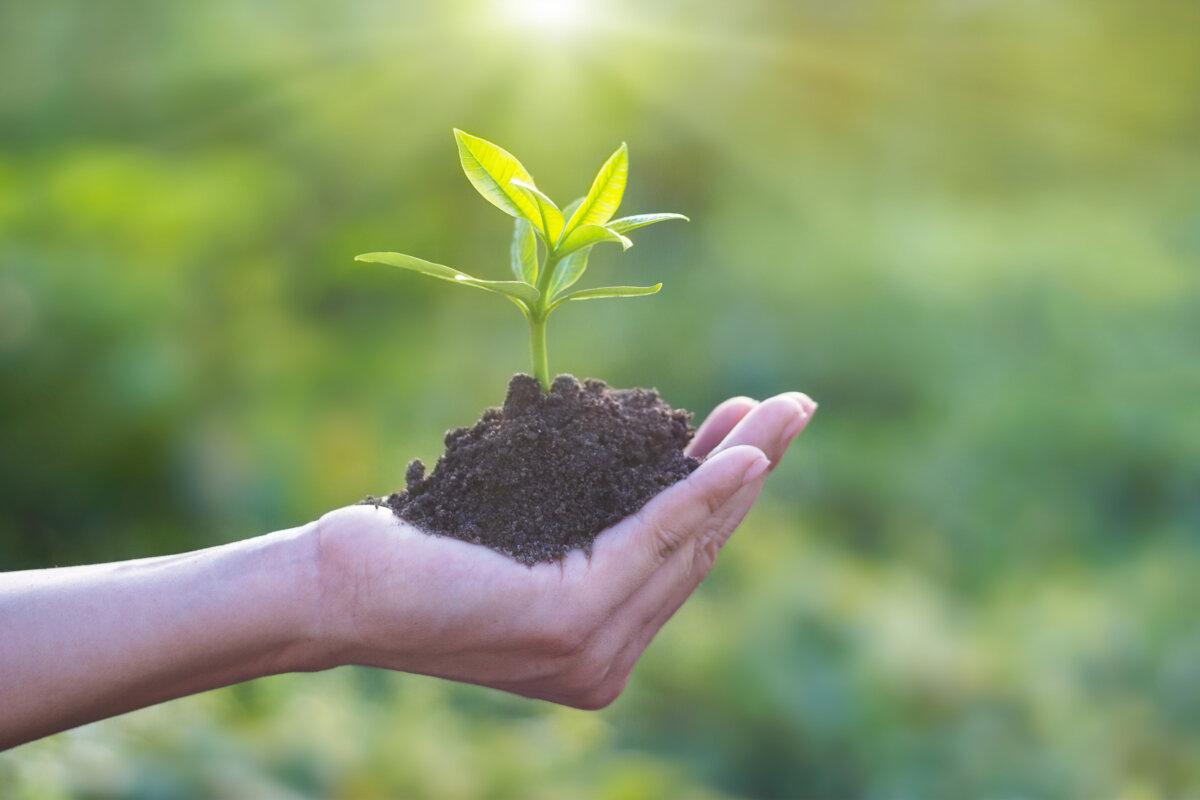 Menschliche Hand hält junge Pflanze mit Erde auf Naturhintergrund, Ökologie, Investition, CSR, New Life-Konzept