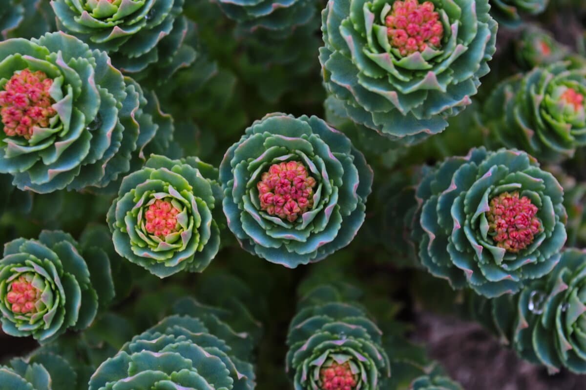 Rhodiola rosea Pflanzen im Freien grüner Hintergrund. Nahaufnahme