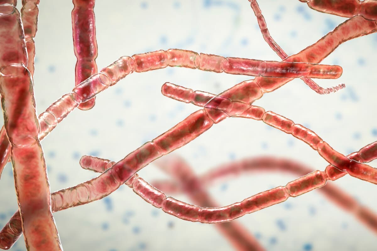 Nocardia-Bakterien, 3D-Abbildung