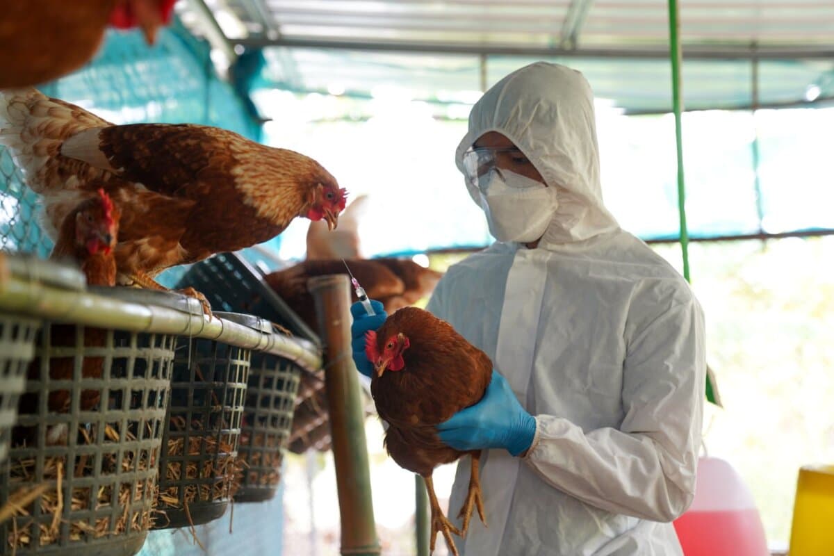 Tierarzt impft Hühner gegen die Vogelgrippe