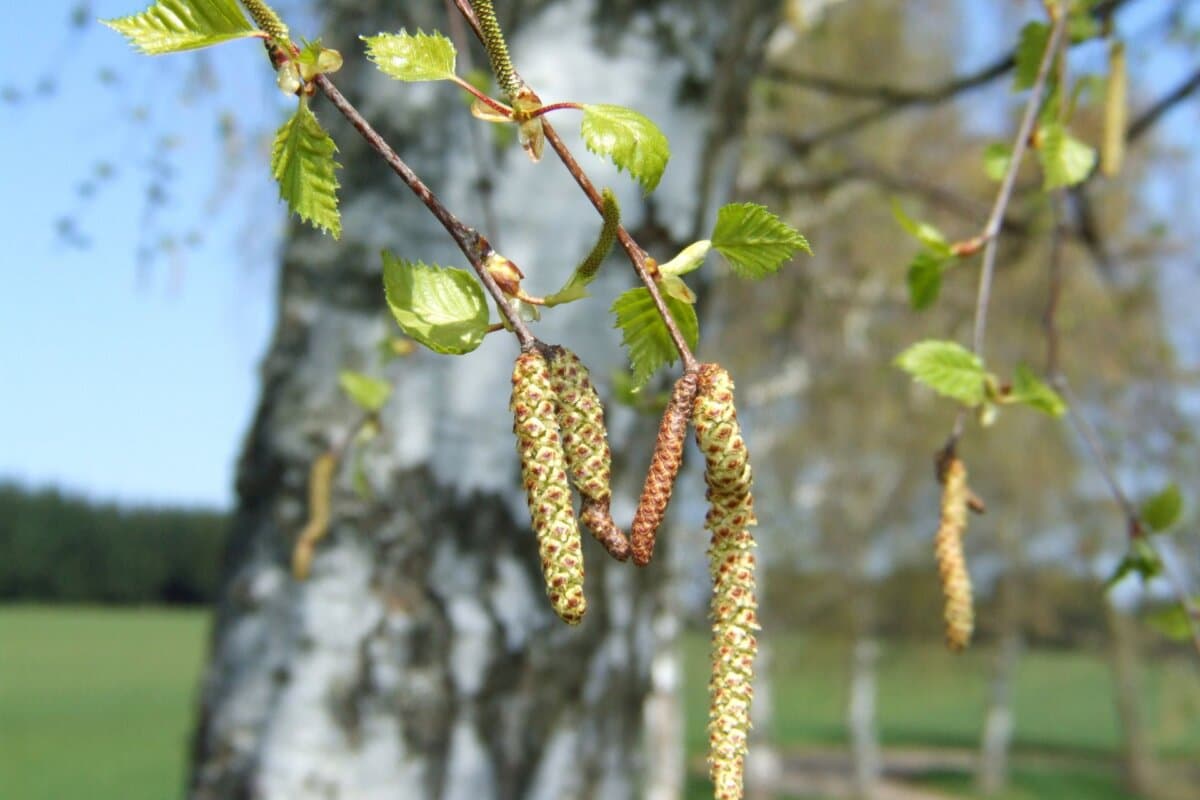 Die Allergie-Saison hat 2025 schon früh begonnen.