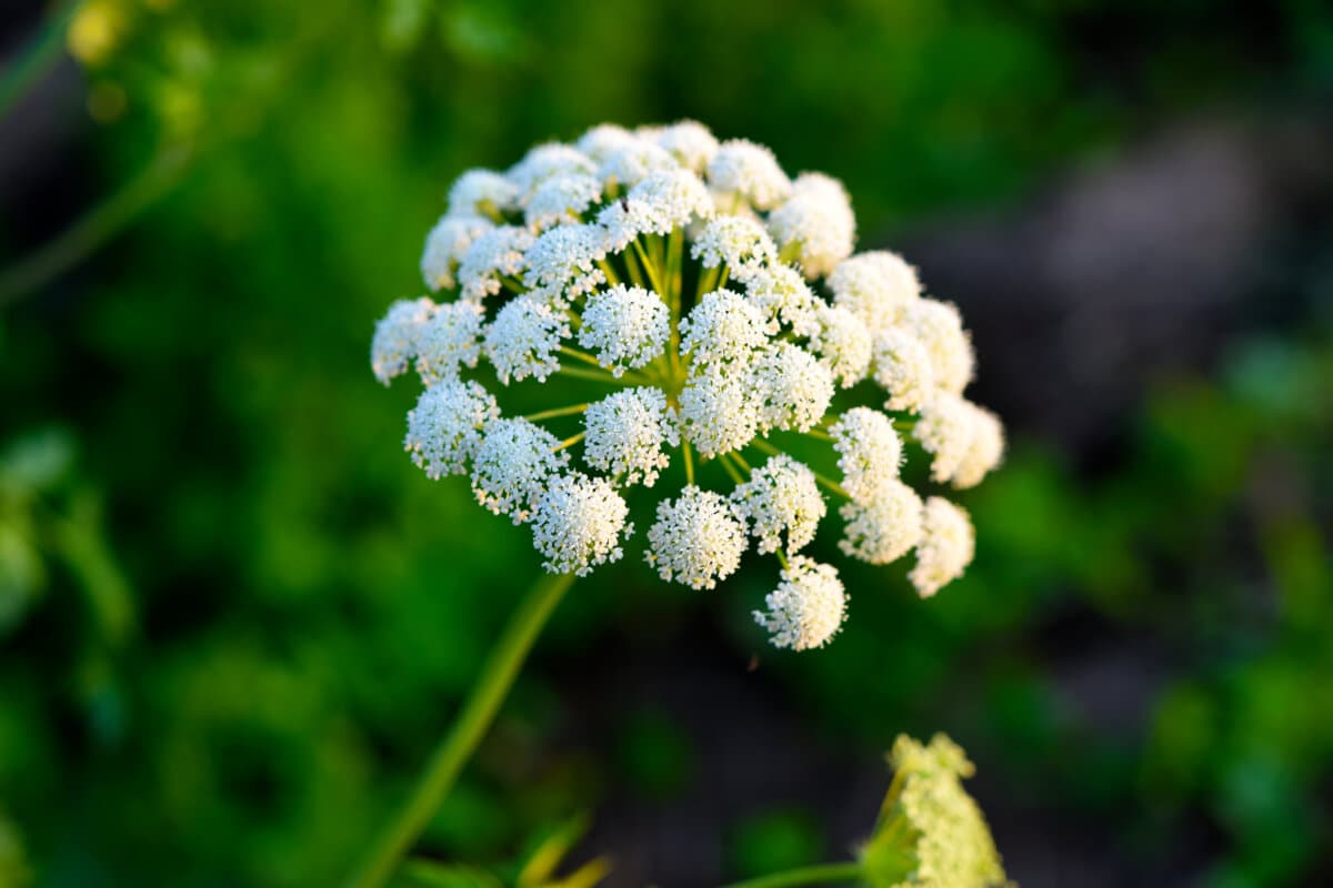 Eine wunderschöne Bärenklaupflanze. Heracleum. Weiße Unkrautblüten.