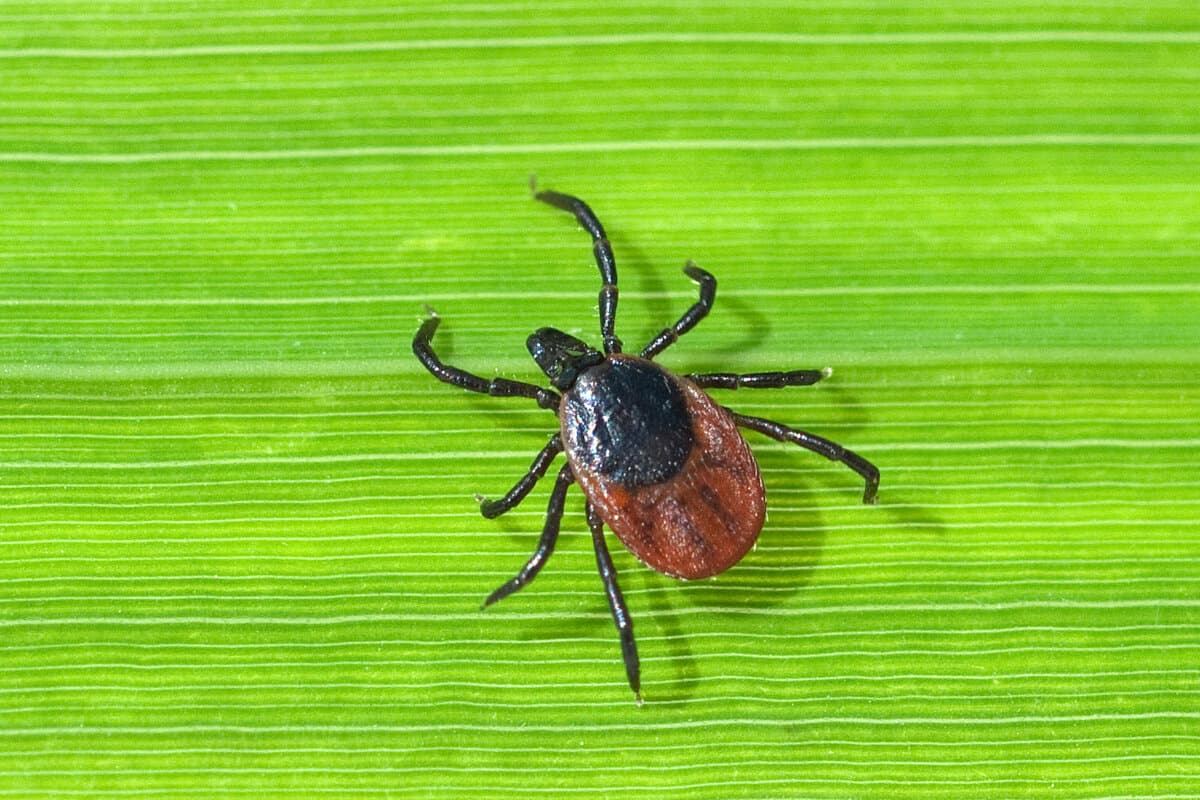 Zecke; Holzbock; Ixodes; ricinus;