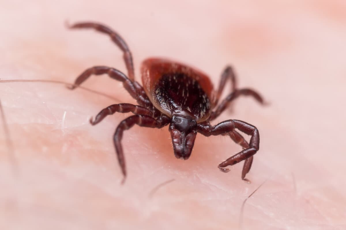 Zecken können Borreliose übertragen.