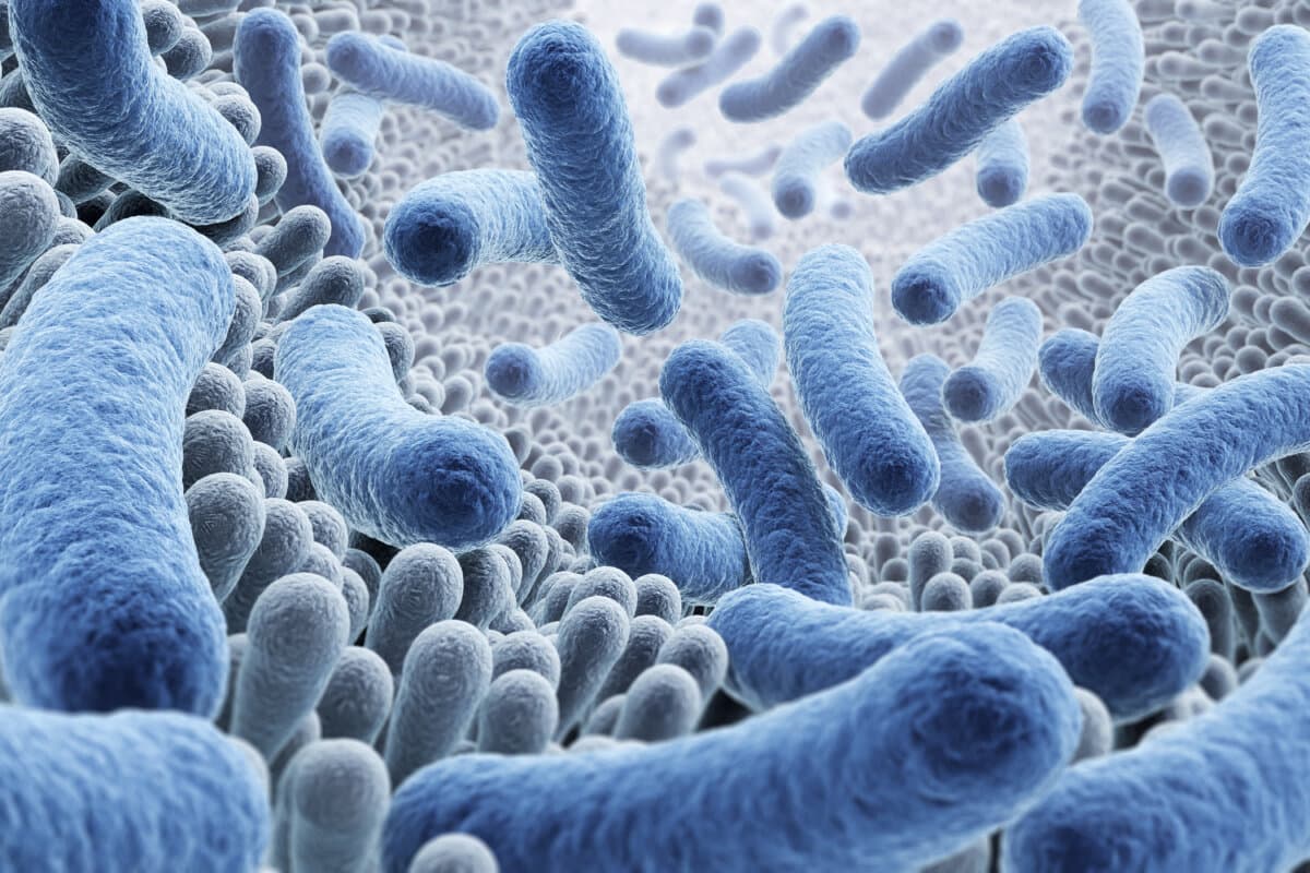 Mikroskopische Darstellung von probiotischen Bakterien, Lactobacillus-Bakterien, 3D-Illustration.