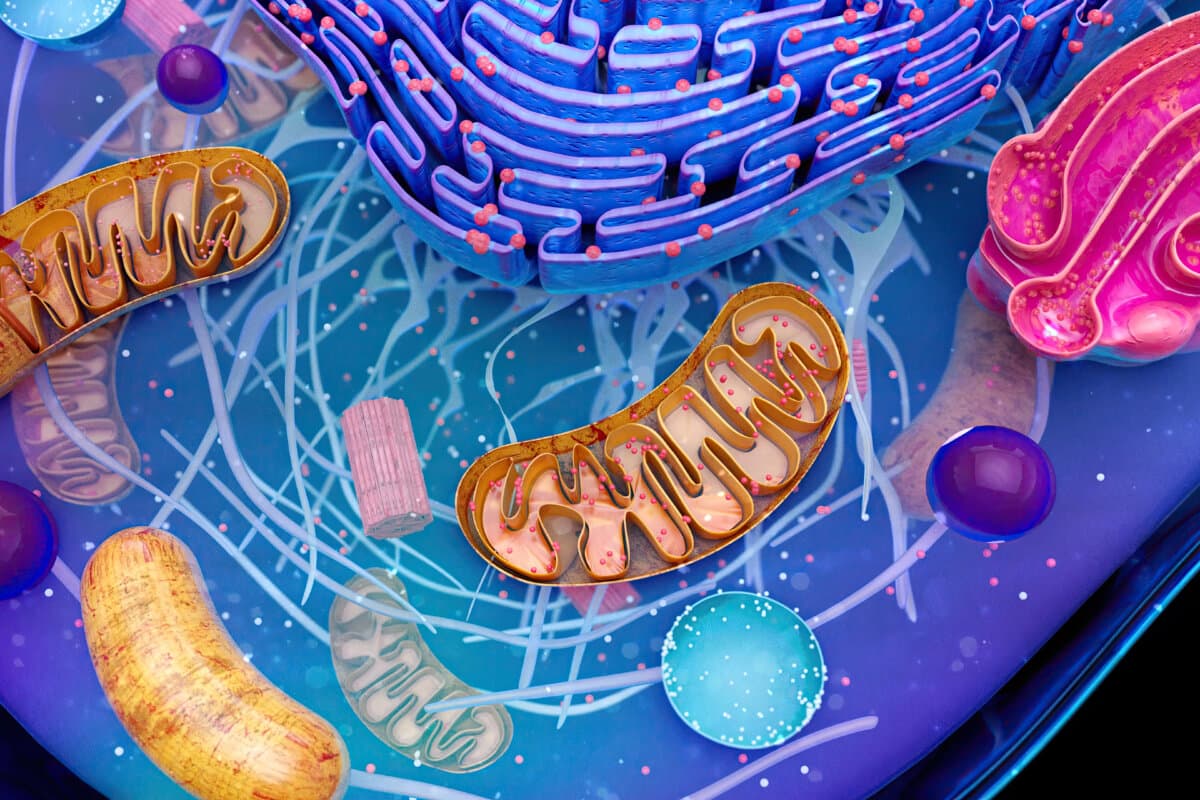 Q10 gilt als neuer Ansatz zur Unterstützung der Mitochondrienfunktion
