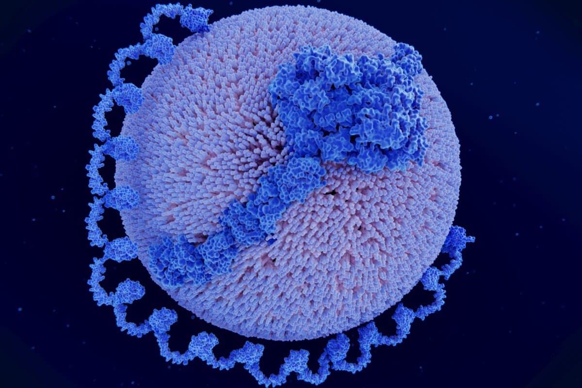 Lipoprotein A particle