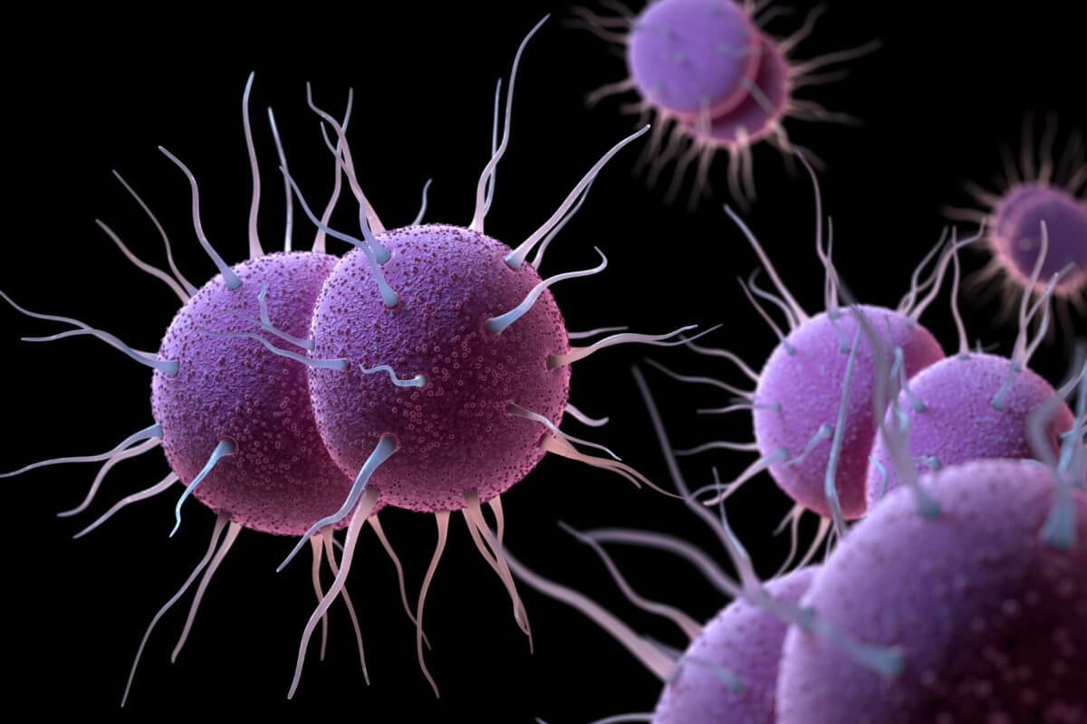 Neisseria gonorrhoeae (Erreger der Gonorrhö)
