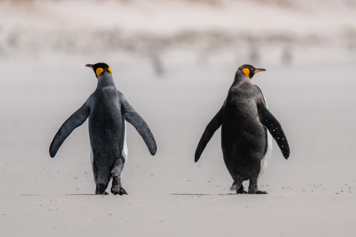 Two King Penguins Walk on Beach Away From Us. Cute Adorable Looking. Falkland Islands Volunteer Point Colony.