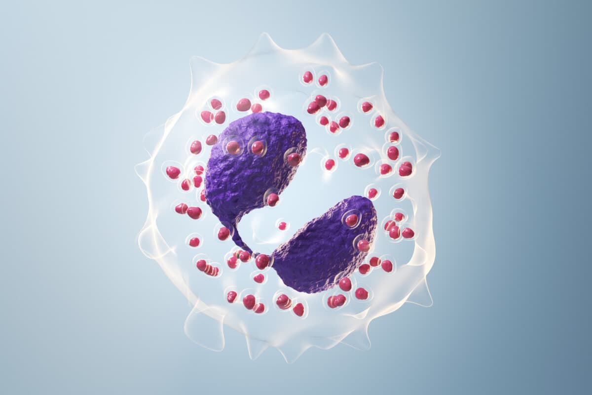 3d rendered illustration of an eosinophil. plain blue background. professional studio lighting.