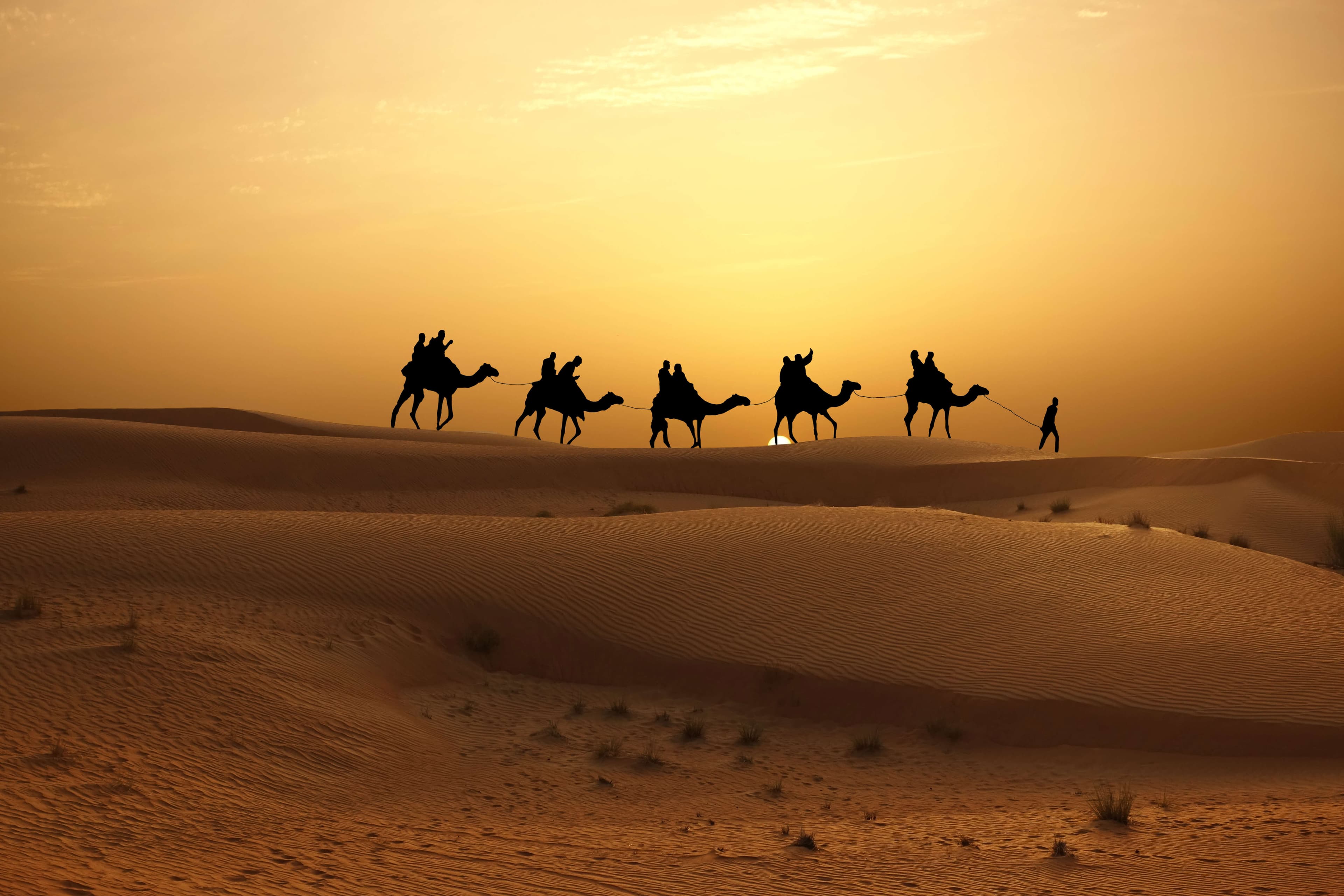 Sunset in desert with camel caravan silhouette on sand dunes
