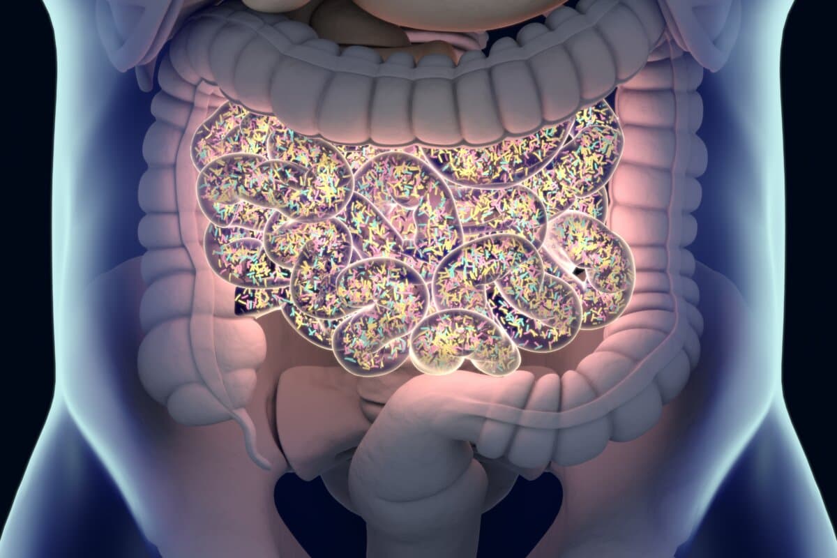 Gut bacteria , gut flora, microbiome. Bacteria inside the small intestine, concept, representation. 3D illustration.