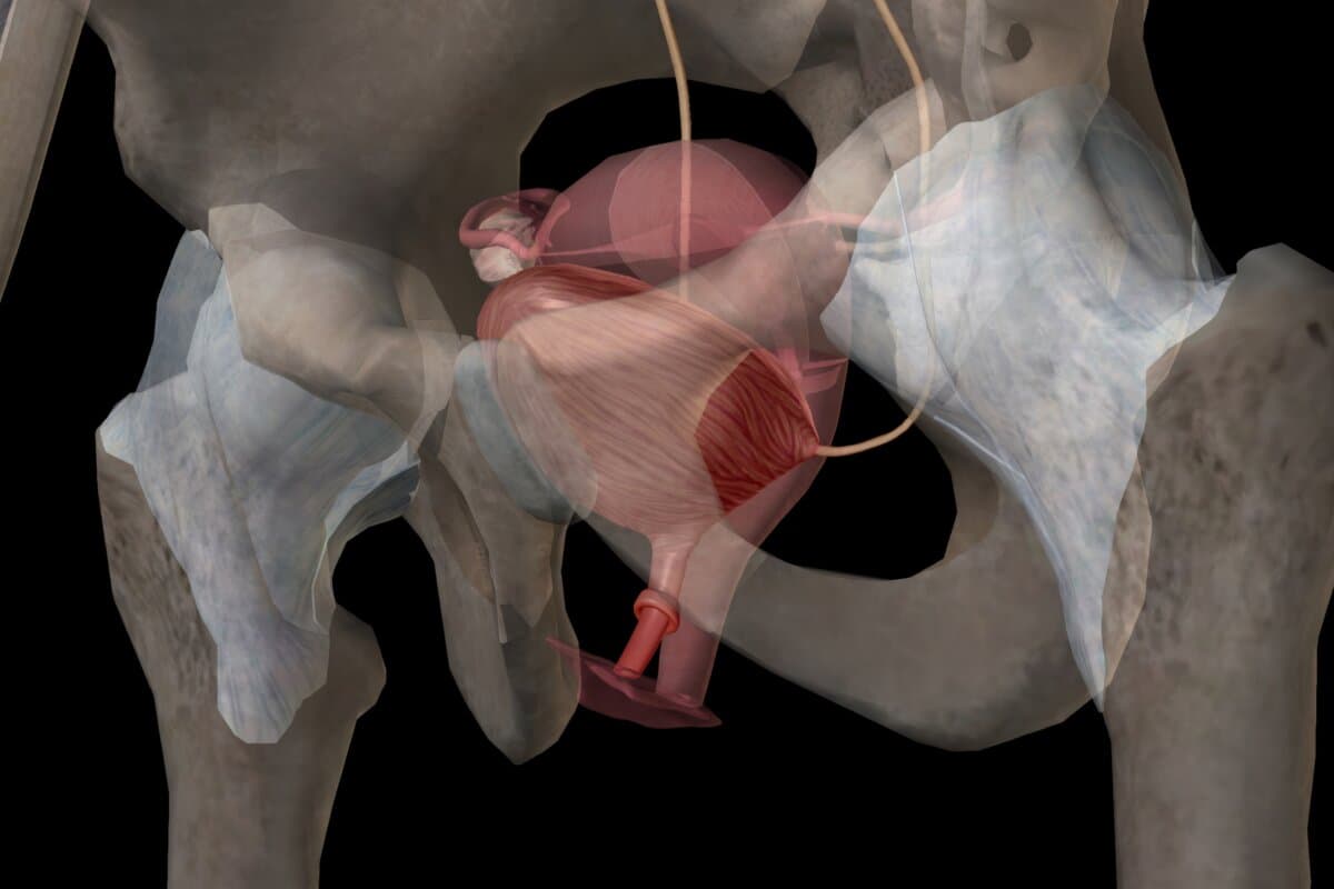 The bladder is a hollow organ in humans that stores urine from the kidneys before it is excreted in the urine. 3D rendering