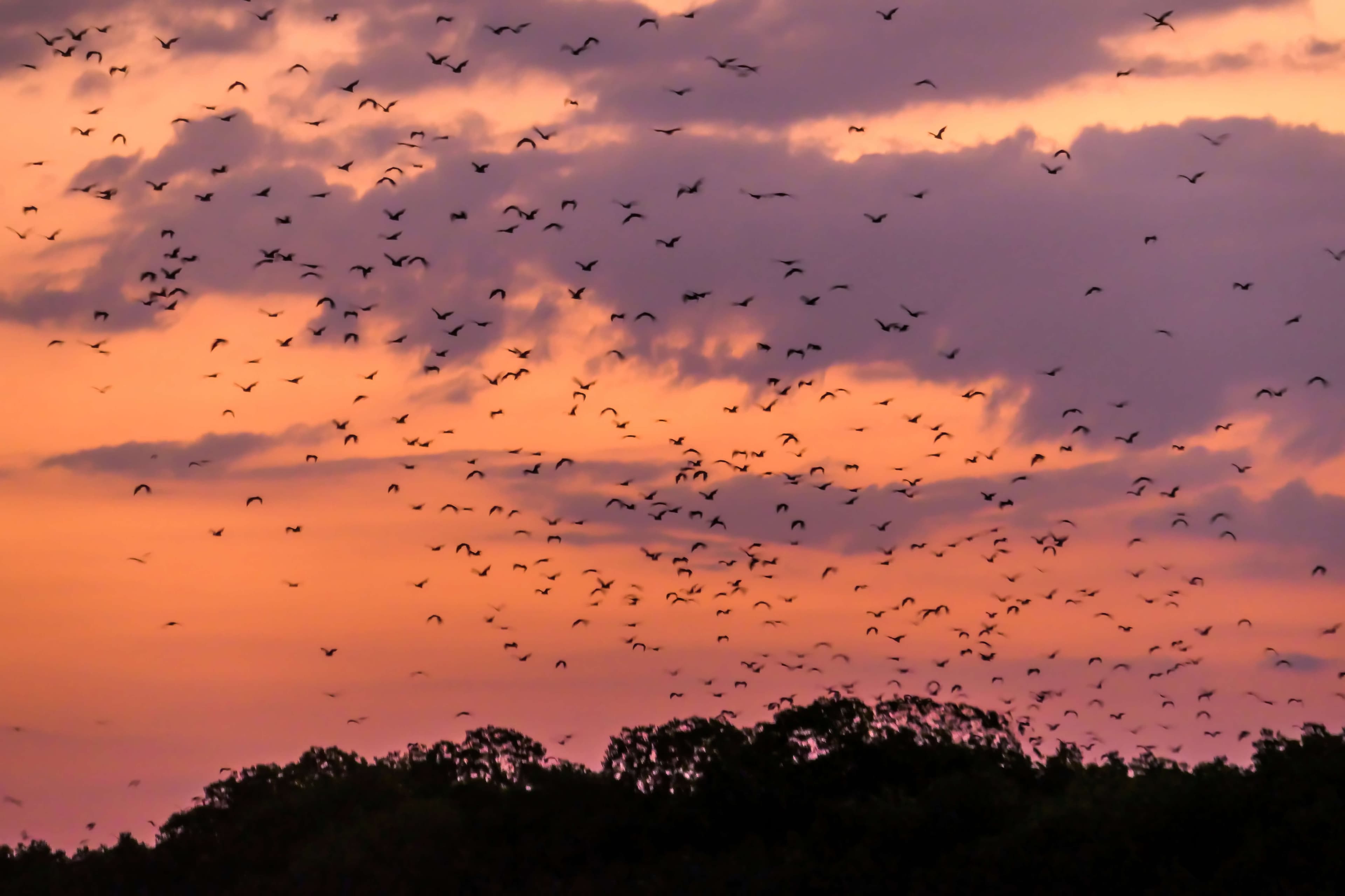 Sunda Flying Foxes flying out of their cave in search for food during sunset in Komodo National Park, Indonesia.