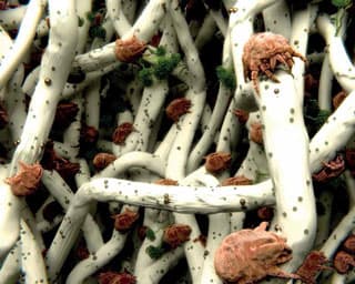 Foto: selvanegra/iStock