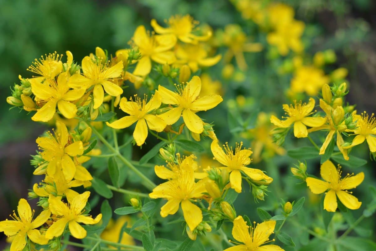 Blühendes Hypericum perforatum, bekannt als Johanniskraut – aromatisches mehrjähriges Kraut, das in der Volksmedizin verwendet wird.