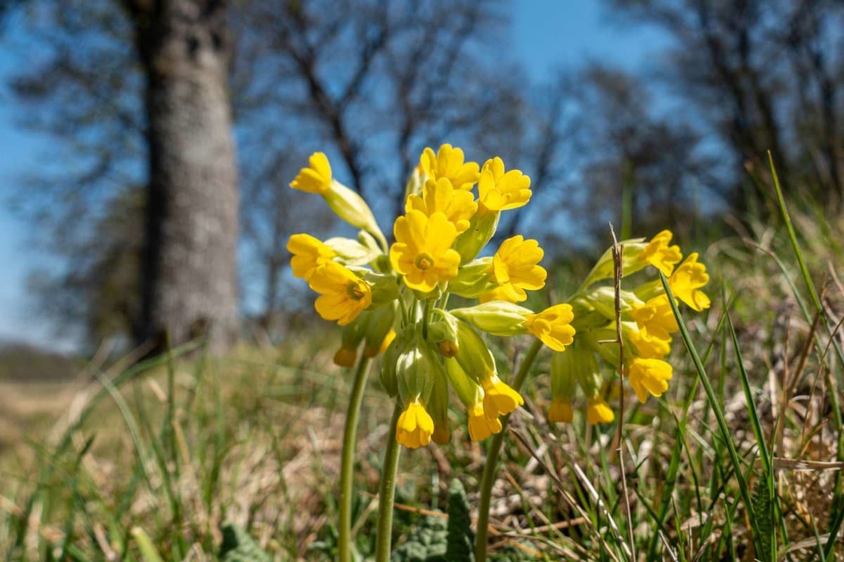 Schöne kleine gelbe Blumen auf einer Wiese.