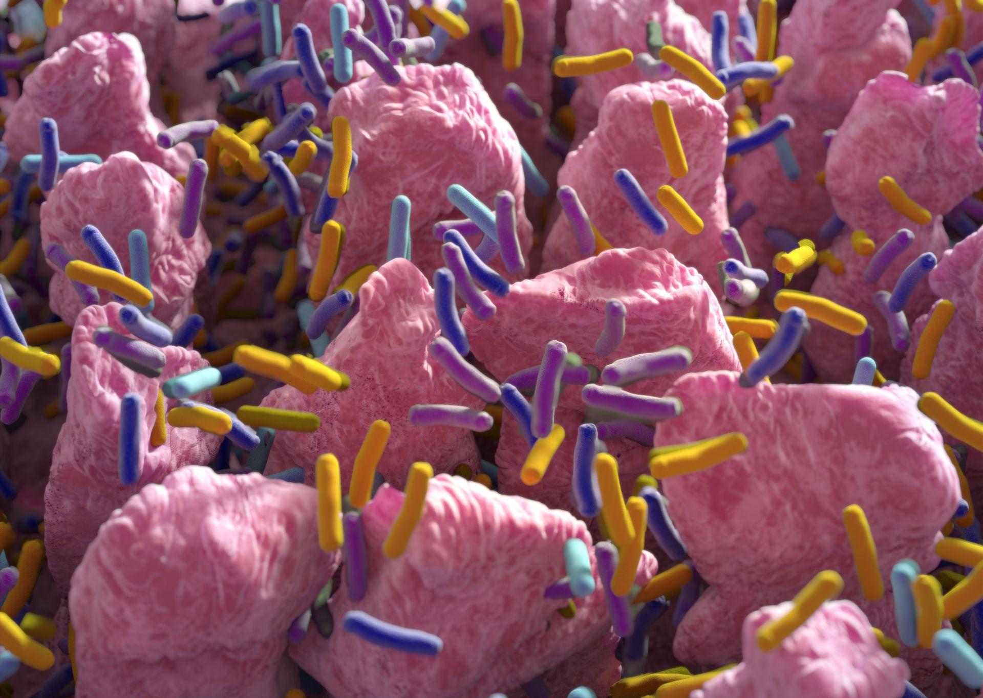 Intestinal villi. Small finger-like projections that extend into the lumen of the small intestine. Gut bacteria, flora, microbiome. 3d illustration.Intestinal villi. Small finger-like projections that extend into the lumen of the small intestine. Gut bacteria, flora, microbiome. 3d illustration.
