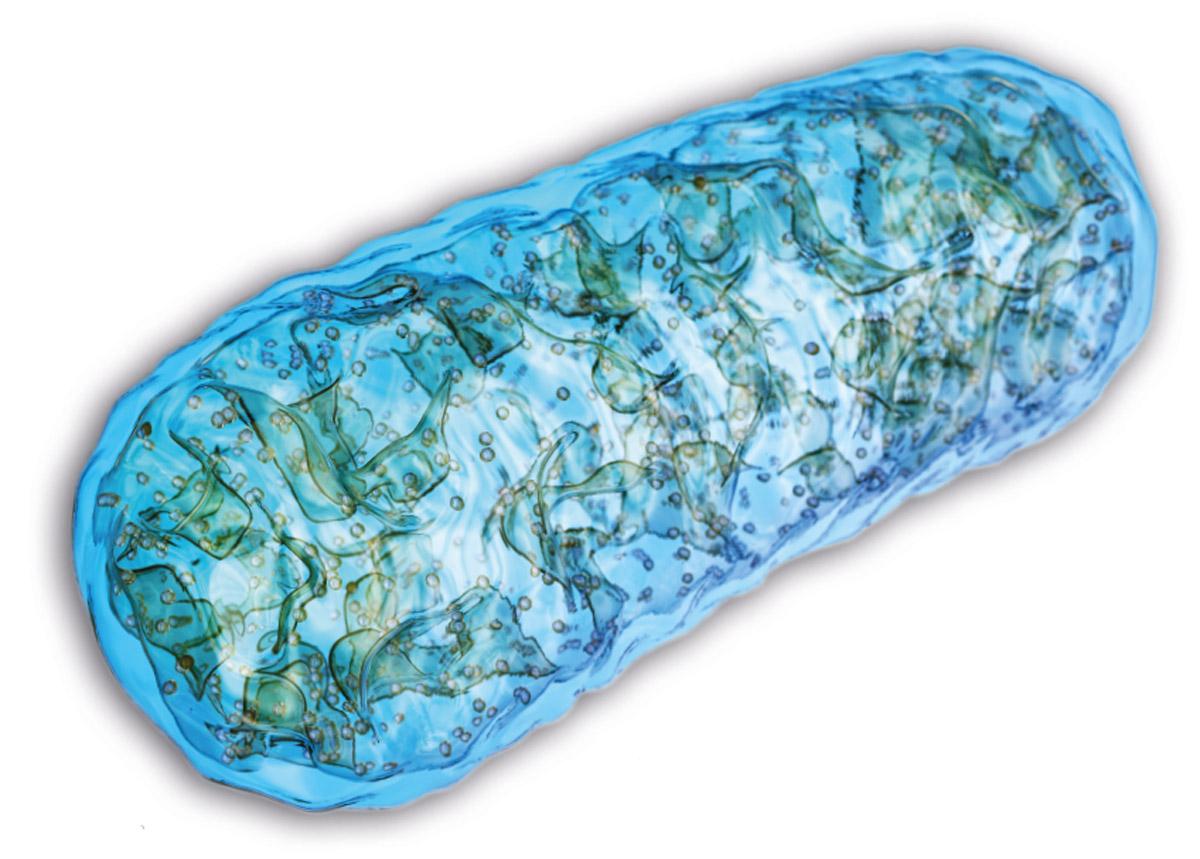MIDD: Eine Punktmutation im mitochondrialen Genom