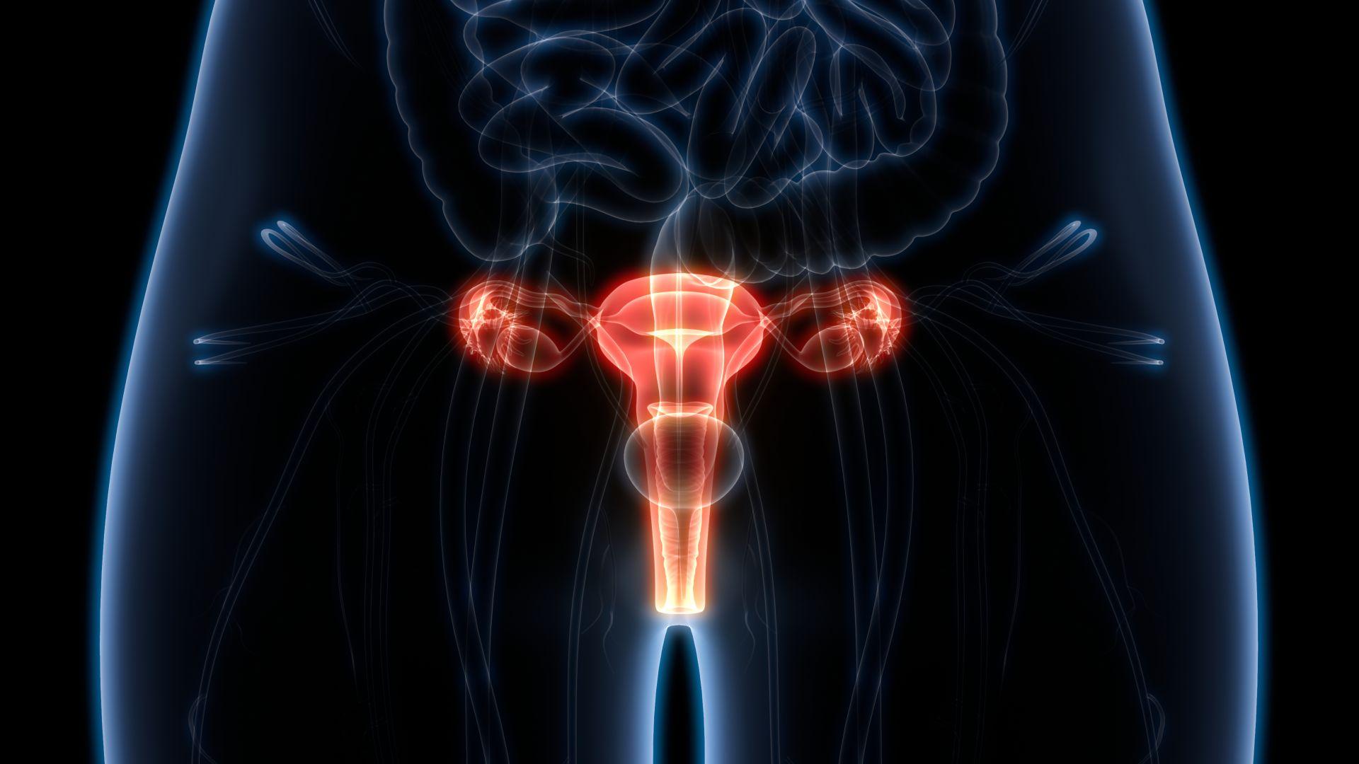 3D-Darstellung der Anatomie des weiblichen Fortpflanzungssystems