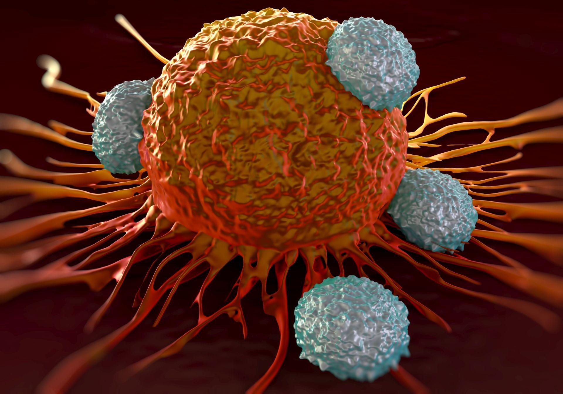 T-Zellen, die Krebszellen angreifen Illustration von mikroskopischen Fotos