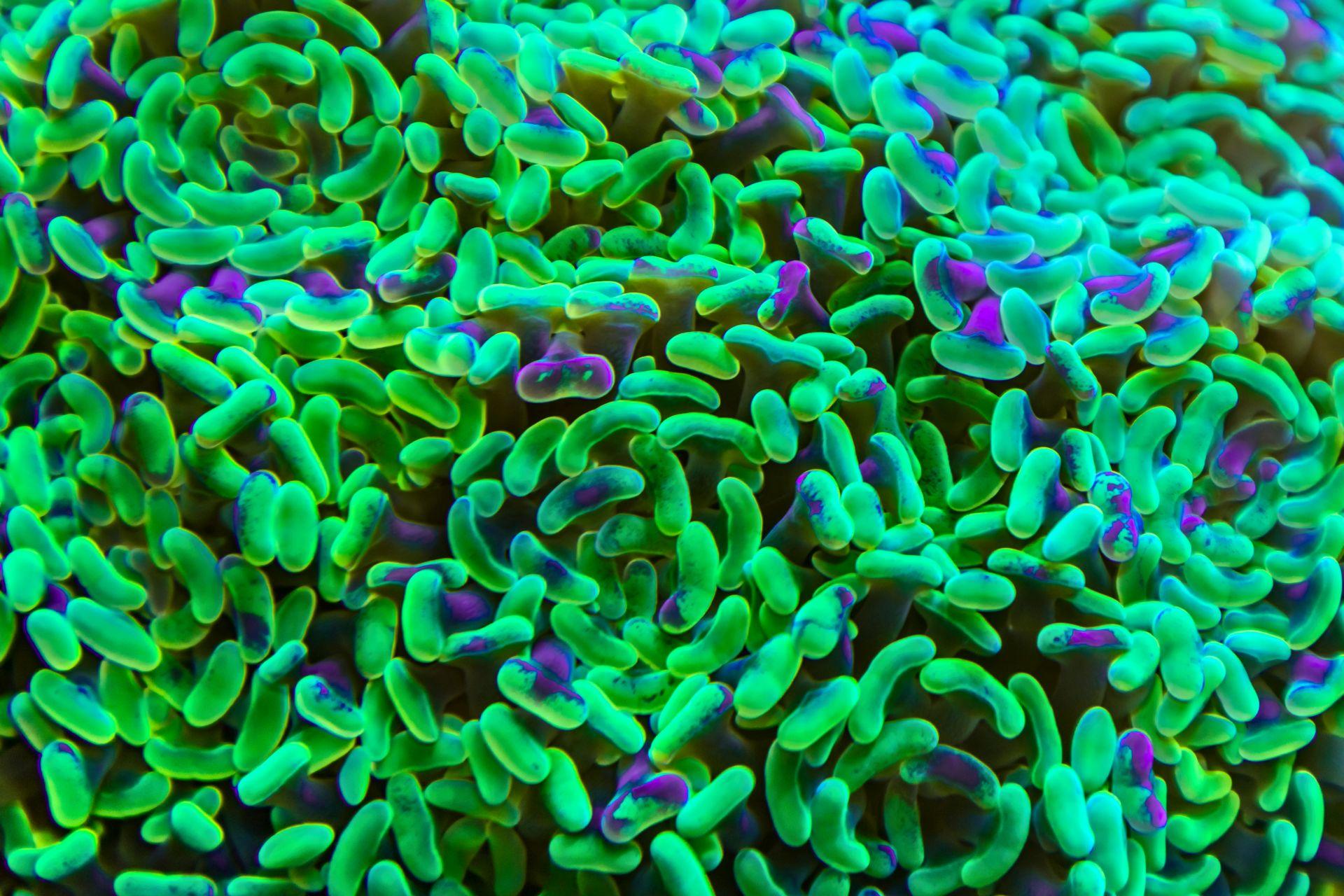 Neongrüne und lila Korallen, die wie Bakterien aussehen