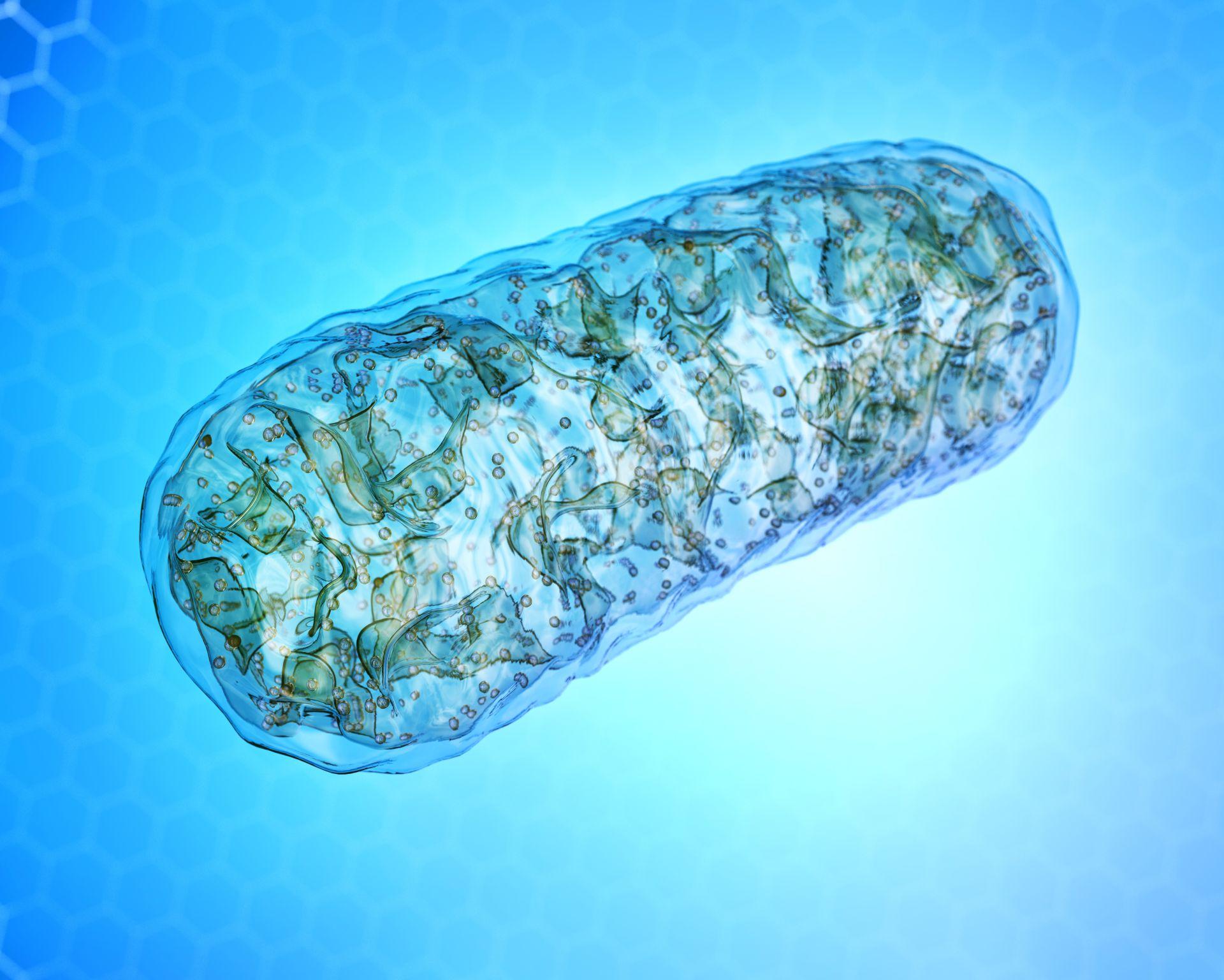 Mitochondrien - Mikrobiologie, 3D-Illustration der zellulären Organelle