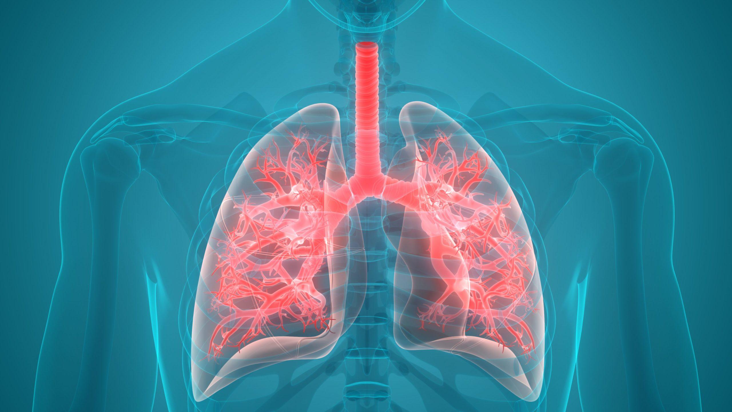 3D-Darstellung der Lungenanatomie des menschlichen Atmungssystems
