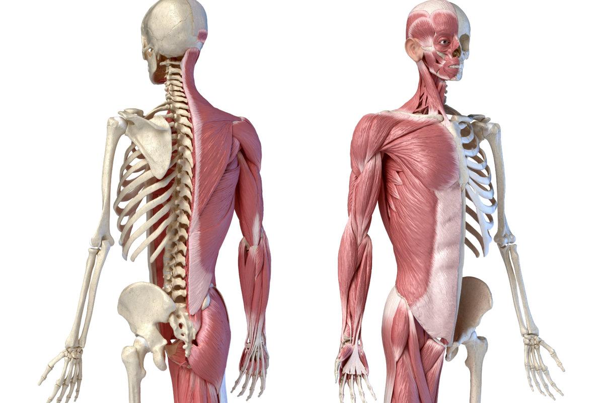 Human male anatomy, 3/4 figure muscular and skeletal systems, back and front perspective views.