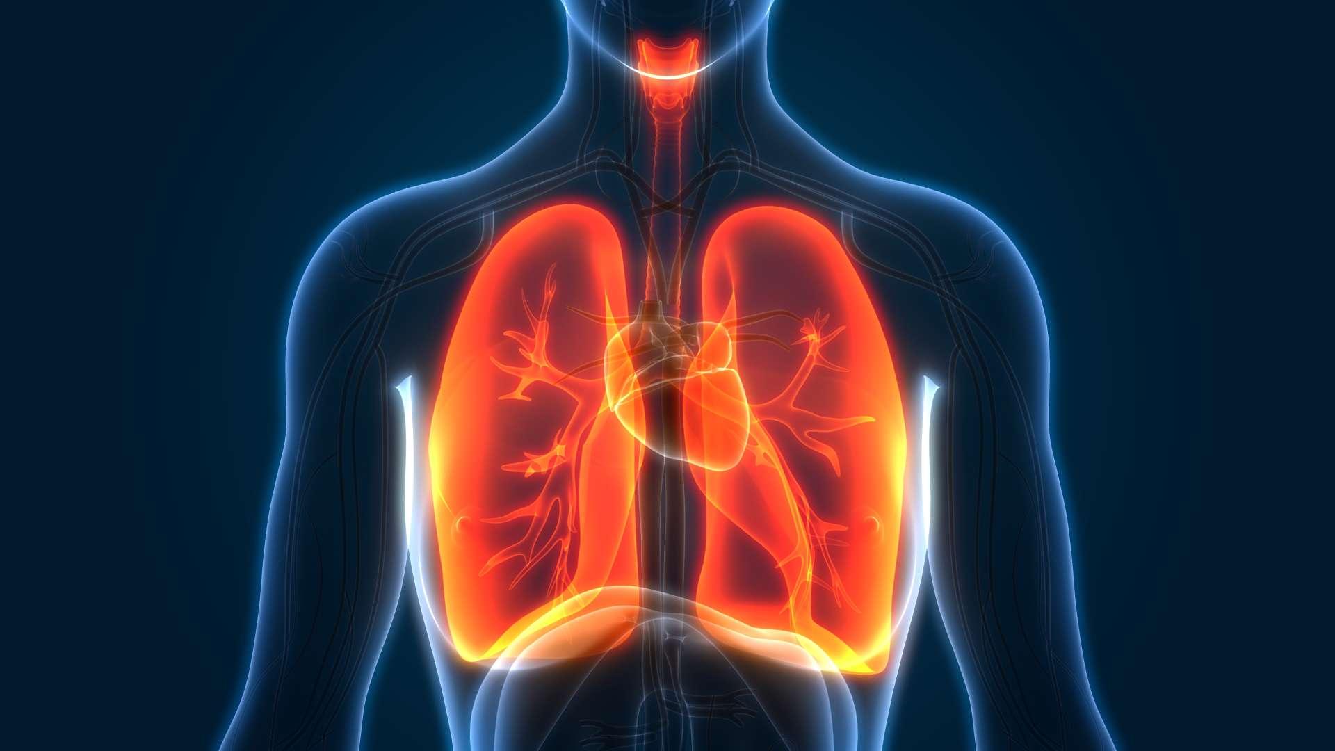 3D-Darstellung der Anatomie der Lunge des menschlichen Atmungssystems