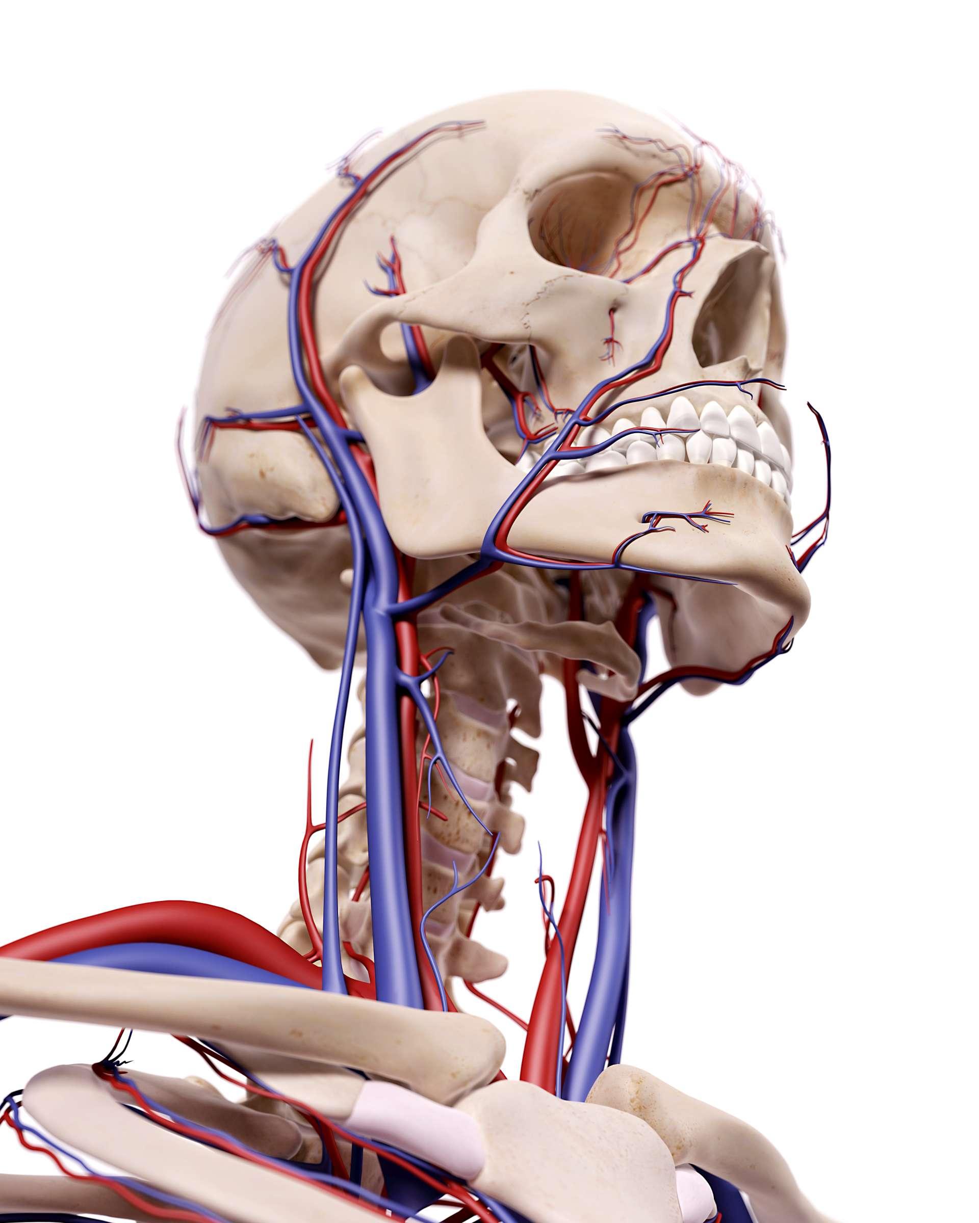 medizinisch genaue Darstellung der Blutgefäße des Kopfes